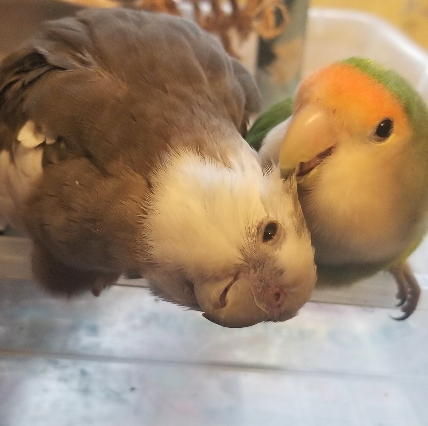 lovebird preens cockatiel, who is in bliss