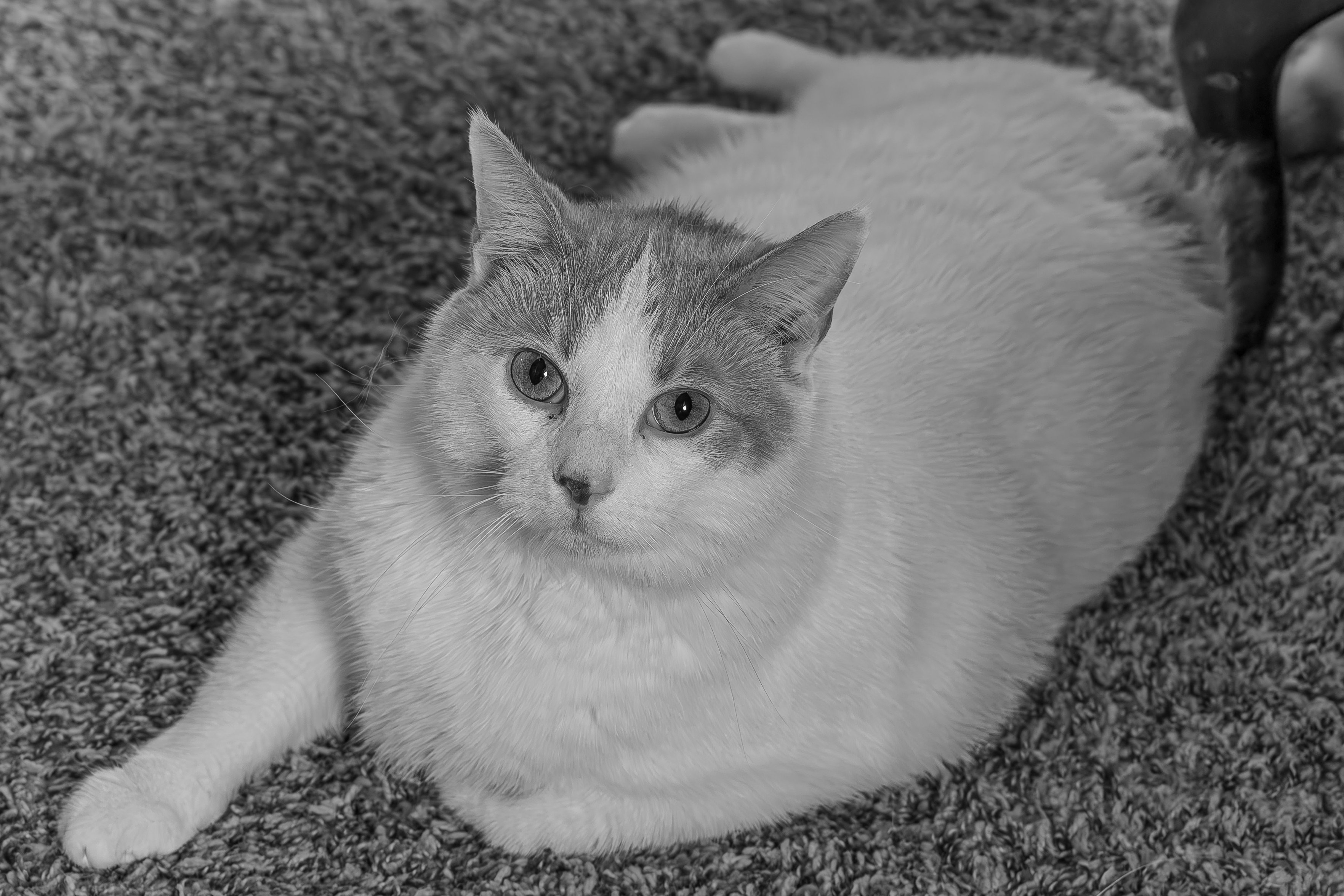 Black and white image of a cat lying on its side on a carpeted floor next to the wooden leg of a chair. The cat is looking directly into the camera and its body is laid out behind and to the right. The cat has white fur with darker fur (orange fur, in this case) around the side of the its eyes and around the ears. The cat also has a dark patch or marking on its nose. While the eye color is not distinguishable in the black and white image, the eyes are bright, clear, and friendly.