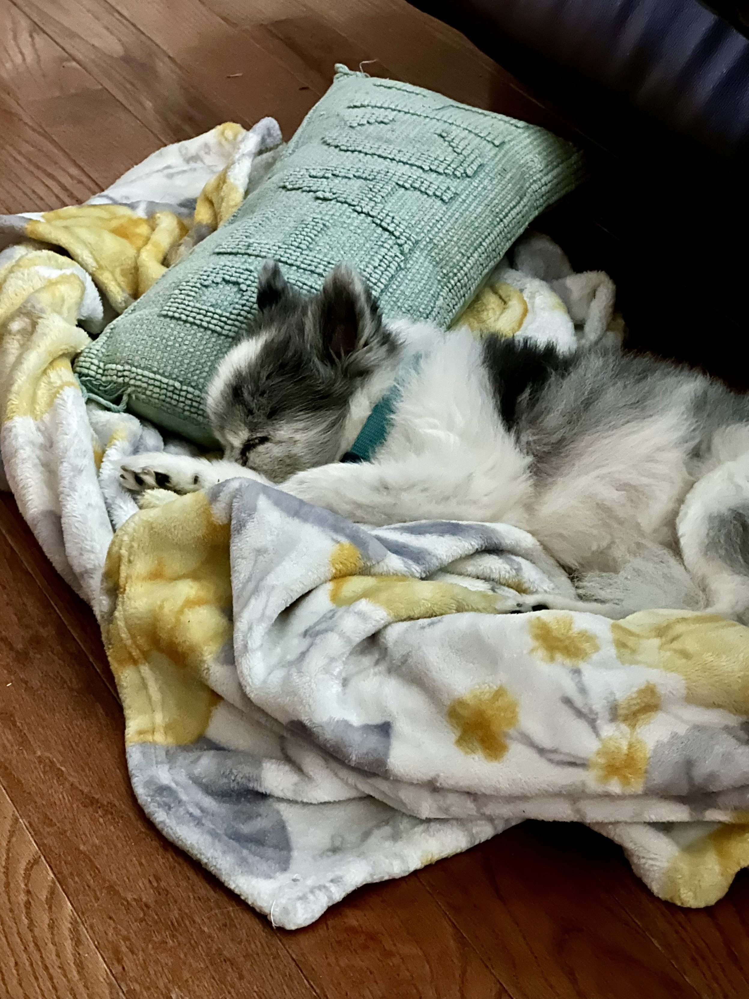 Photo of a small merle Pomeranian sleeping on a soft  yellow and white blanket, her head resting on a small pillow 