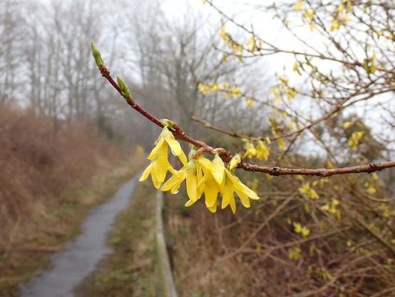 Photo is of a yellow flowering Forsythia shrub by the side of the track. It's a cloudy, misty afternoon after the rain. Trees in the distance. Forsythia is named after William Forsyth,  an 18th century Scottish botanist. They were the great-great-great-great-grandfather of entertainer Bruce Forsyth! (I think I've got the right amount of greats there!)